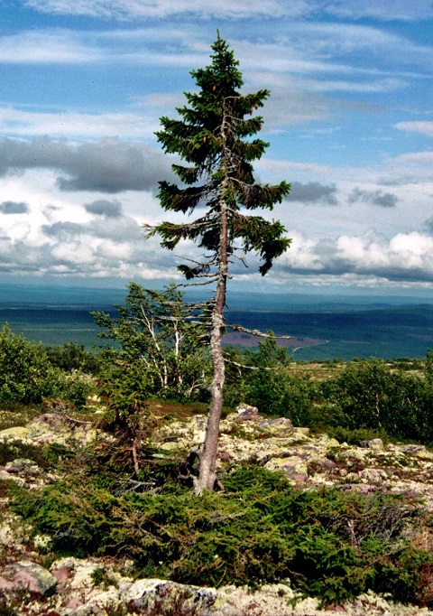 самые древние деревья в мире